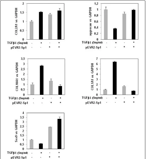 Figure 8 Gene expression pattern induced by transforming growth factor beta 1 under Sp1 ectopic expression