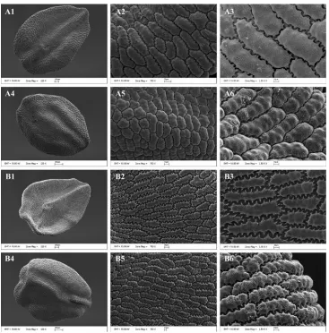 Figure 3. SEM photographs of the seed coat. A Dianthus multiflorus B D. tripunctatus. 1–3: Ventral surface