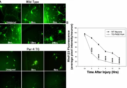 Figure 2 Neurons that overexpress Par-4 exhibit enhanced mitochondrial dysfunction after mechanical injury compared to wild-type neurons