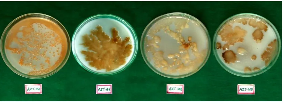 Figure 1 Cultures of Azotobacter isolate on Waksman No. 77 plates 