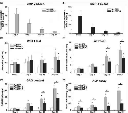 Figure 1Transgene expression and biochemical composition of MSCs during 21 days of aggregate culture following BMP-2 and BMP-4 gene transfermary MSCs were infected with Ad.BMP-2, Ad.BMP-4 or Ad.GFP at 5 × 10Transgene expression and biochemical composition 