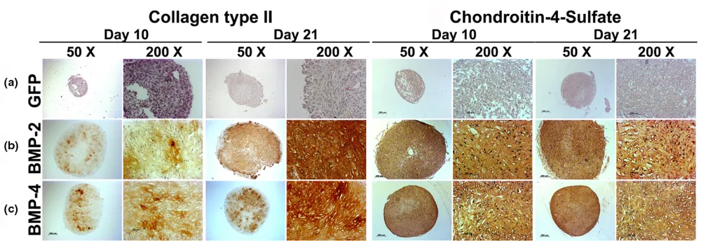 Figure 3Immunohistochemical analyses for cartilage matrix proteins of MSC pellets after chondrogenic induction with BMP-2 or BMP-4 gene transfer