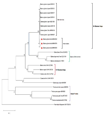 Figure 2 Maximum likelihood tree generated by complete  cytochrome b gene sequences showing the genetic relationship of the B