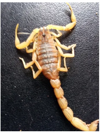 Figure 1. One variant of scorpion