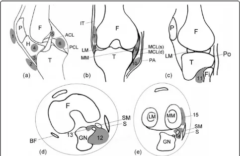 Figure 1 Schematic diagram of the position of cysts and bursae assessed in the present studyrespectively