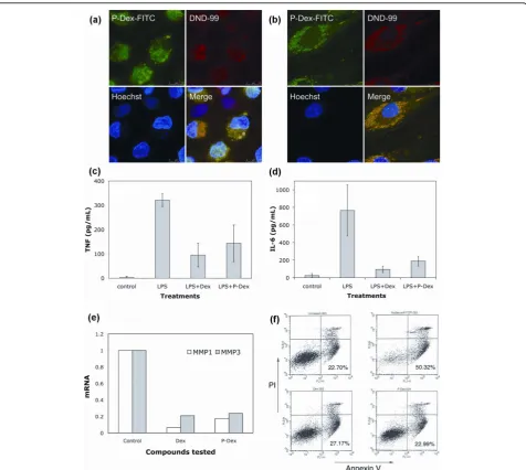 Figure 6 Internalization and biological effects of acid-labileinduced expression of matrix metalloproteinases (MMP1 & MMP3) mRNA.(upper left panel), and was greatly increased after serum withdrawal for 24 hours (upper right panel)
