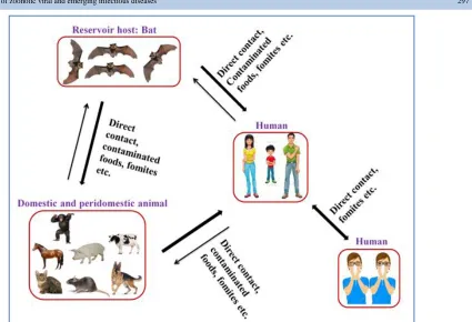 Figure 1 Common routes of transmission of bat associated EIDs between bats, animals and human