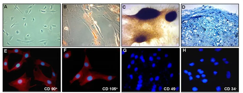 Figure 1 Characterisation of MSCs. In monolayer culture the adipose derived MSCs (A) assumed a polymorphic, fibroblast-like morphology and could be differentiated into adipocytes (B; Oil red staining), osteoblasts (C; von Kossa) and chondrocytes (D; alcian