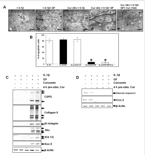 Figure 3 Curcumin inhibits IL-1β activity, enabling growth factor induced chondrogenesis in MSCsmained significantly lower in MSC cultures stimulated with IL-1β, curcumin and the chondrogenic induction medium