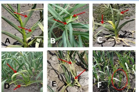 Figure 2 Most common virus-induced symptoms (see arrows and circle) found on garlic plants (Taiwan type) grown on Bajio region (Guanajuato state, Mexico): (A) mosaic, (B) leaf-curling, (C) leaf-deformation, (D) yellowing, (E) stripping, and (F) stunting