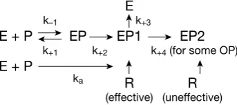 Fig. 4: Demonstration of aging for sarin and soman. It is the change of reactivatable complex (EP1) to not reactivatable complex (EP2) and forming relevant alcohol
