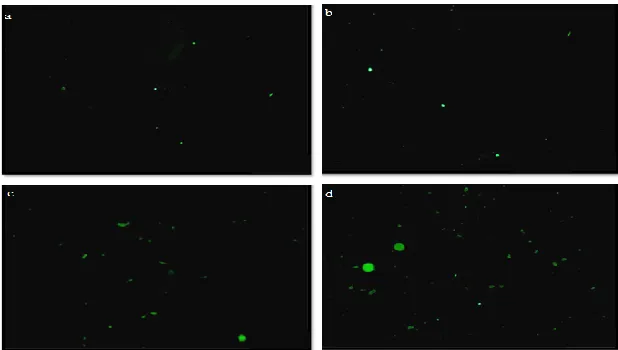 Figure 3 Light microscopic images of MCF-7 breast cancer cells treated with old docetaxel- loaded- microemulsion (ME3) at different concentrations of (a) 1 µM, (b) 