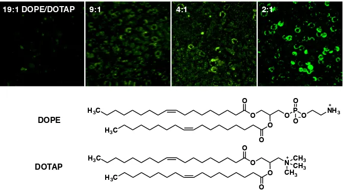 Figure 2-3. Optimization of lipid composition of liposomes for membrane fusion. Liposomes were produced with different w/w ratios of DOPE and DOTAP and 10% w/w dodecanone