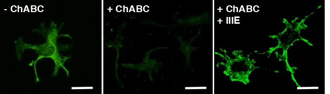 Figure 2-6. Validation of cell functionalization with CS-E via liposomal delivery. PC12 cells 