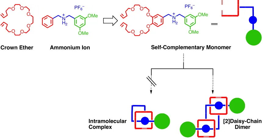 Figure 2:  The formation of a [2]daisy-chain dimer requires that both recognition units residewithin the same molecule in such a way that dimerization is favored rather than intramolecularcomplexation.