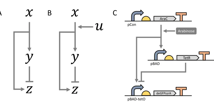 Figure 1: Diagrams of feedforward loops. A: The original feedforward loop illustration, composing of three components 