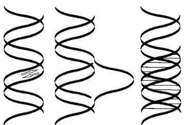 Fig. 3: Chart of the purine motif for triple helix formation.(A) Diagrams show reverse Hoogsteen and Watson-Crickhydrogen bonds formed in triplets of purine motif