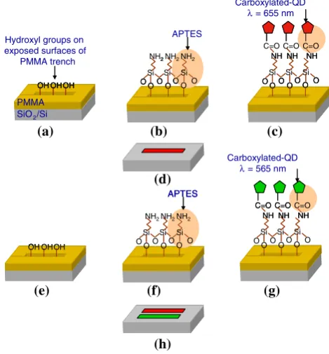 Fig. 12 (a) Fluorescence and (b) atomic force micrograph of asection of multiple QD type waveguide structures; waveguide width is500 nm, scale bar is 2 lm