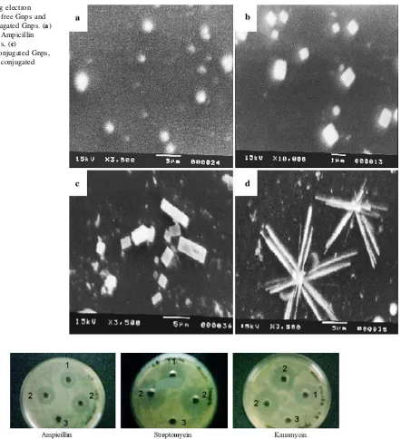 Fig. 5 Scanning electronmicrographs of free Gnps andantibiotics conjugated Gnps. (a)Bare Gnps, (b) Ampicillinconjugated Gnps, (c)Streptomycin conjugated Gnps,(d) Kanamycin conjugatedGnps