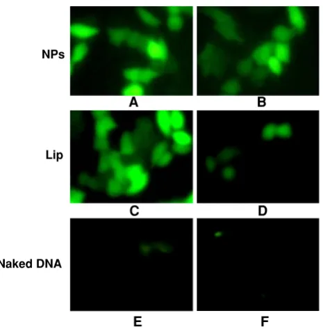 Fig. 11 Cell viability of DNA-PLA-PEG-NPs against Hela cell lineby MTT assay (n = 3). *p \ 0.05 compared with Lip