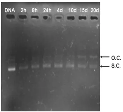 Fig. 9 Accumulative release of DNA from DNA-PLA-PEG-NPs(n = 3)