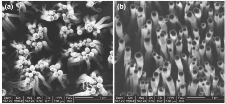 Fig. 3 Bare (a), and SiO2-coated (b) CNT array (samplesdipped in water and dried in airbefore the imaging)