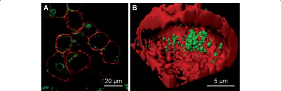 Fig. 1 a Image of HeLa cells after incubation with DPA-AuNCs for 2 h by confocal microscopy