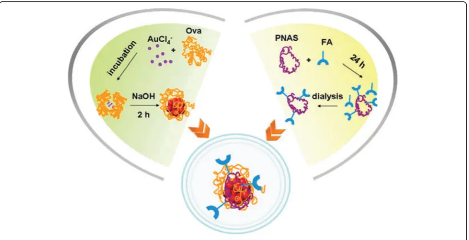 Fig. 7 Schematic of the formation of FA-Ova-AuNCs for cancer cell imaging [90]