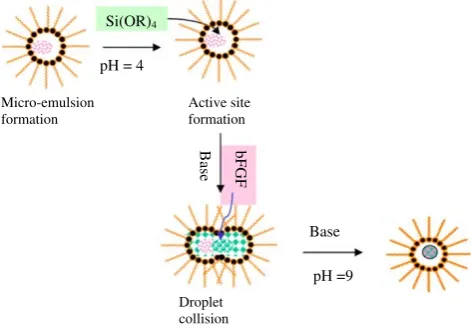 Fig. 1 Illustration of the in situ loading of bFGF in MSNs throughthe microemulsion method