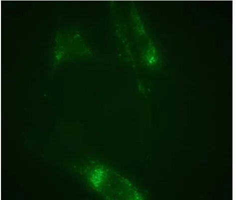 Fig. 4 Cytotoxicity of MSNs on HUVEC was determined withMultiTox-Fluor Multiplex Cytotoxicity Assay kit (Promega)