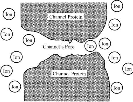 Figure 2.A sketch of a channel protein. A typical ion might be1.5AÊ in diameter and the rest of the picture is more or less toscale, with the diameter of most channels being some 2 to 9AÊ attheir narrowest