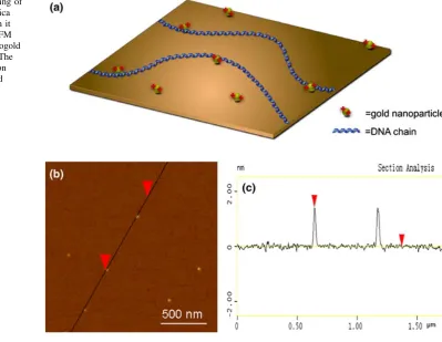Fig. 1 a Schematic showing ofthe Nanogold-modiﬁed micaand the anchored DNA on it(not drawn to scale), b AFMtopography image of Nanogoldon a mica surface, and c Thecorresponding cross-sectionheight proﬁle of Nanogold