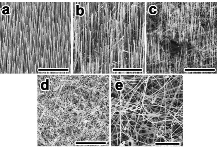 Figure 1a–e are a typical SEM images of various NWsgrown on the substrate. The NWs grew with the diameter