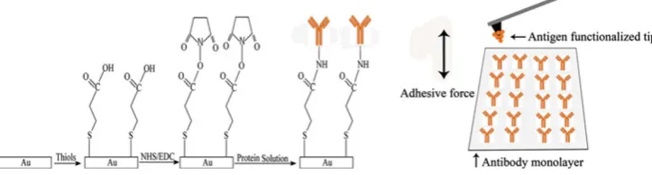 Fig. 1 A schematic illustration of the methodology used in this study.From left to right, the gold-coated surface of substrate was ﬁrstmodiﬁed by soaking it into the ethanol solution of 16-Mercaptohexa-decanoic acid (MHA) for 24 h, which formed an MHA ﬁlm 