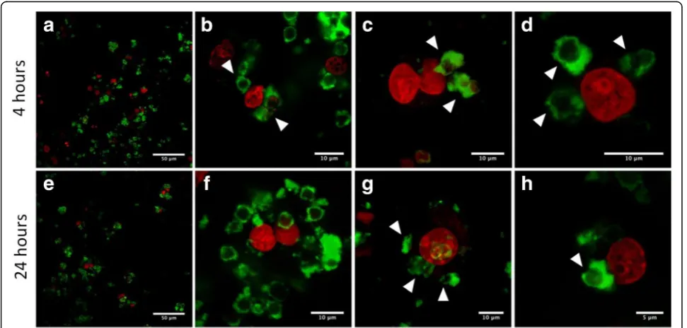 Table 2 Quantum dot fluorescence lifetime data