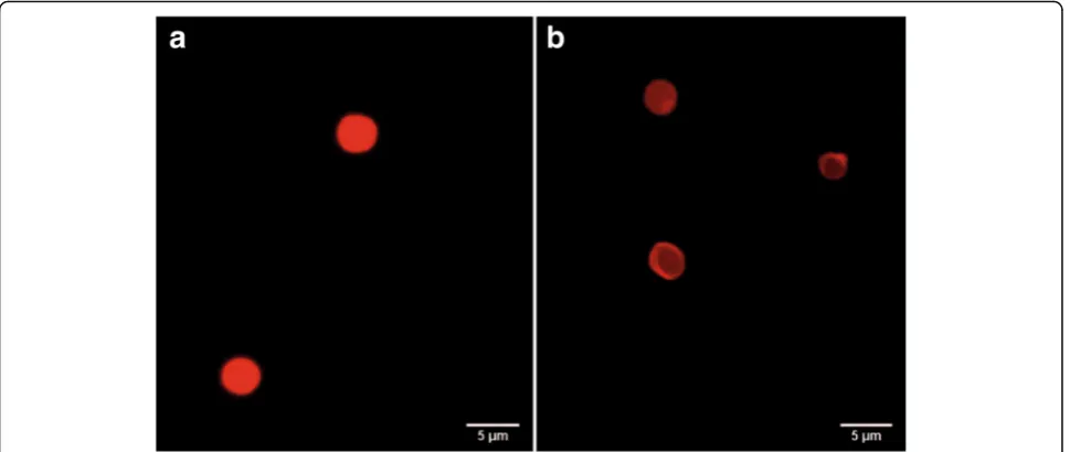Fig. 5 Fluorescence microscopy images of calcium carbonate microparticles coated with polyelectrolyte and encoded with quantum dot (a) andpolyelectrolyte microcapsules obtained from them (b)