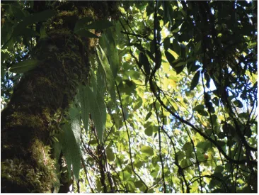 Figure 2. Selliguea kachinensis – Distribution.