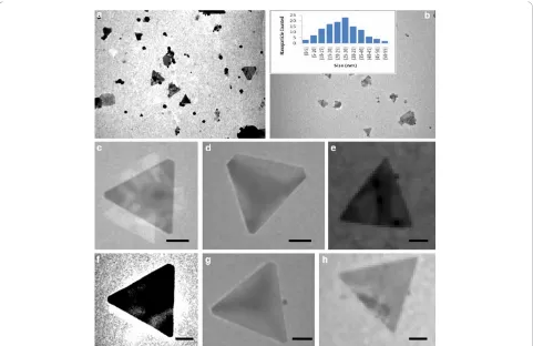 Figure 4 The TEM images of gold nanotriangles synthesized by the reduction of 1 mM HAuClforinset in (nanotriangles were observed such as sharp-edged triangles (4 by endophytic A