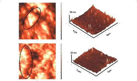 Figure 7 AFM images of gold nanotriangles synthesized by the reduction of 1 mM HAuCland 72 h (croughness of the nanoparticles was measured 254 by endophytic A