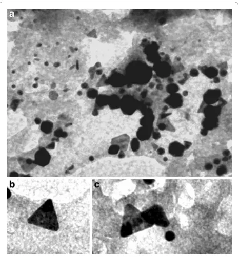 Figure 8 Thin section of mycelium ofmorphology of the gold nanoparticle was observed (aHowever, triangular nanoparticles are dominantly observed withvariation in shape and edge margins (and 50 nm for A