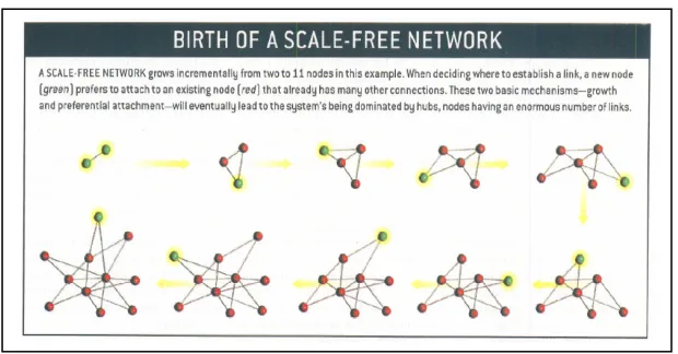 Figure 3.  Scale-free networks form when networks grow over time and links are formed by preferential attachment.39 