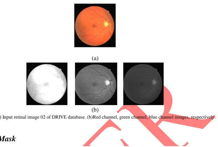 Figure  2.  (a) Input retinal image 02 of DRIVE database. (b)Red channel, green channel, blue channel images, respectively