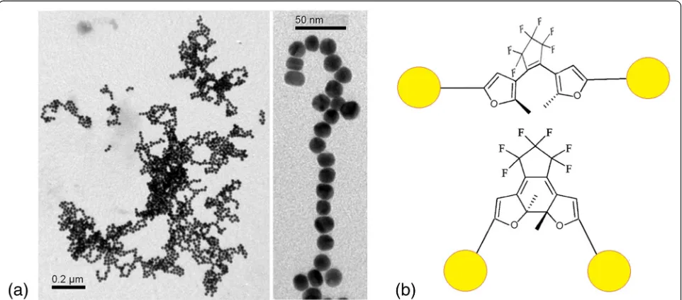 Fig. 5 TEM images of obtained colloids, where C5F-MTSC (a) and C5F-TSC (c) interacted with Au NPs in OF and CF at CDAE = 1 × 10−6 M