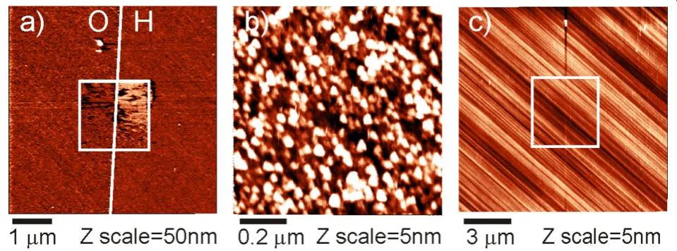 Figure 1b shows FBS layer morphology on O-termi-