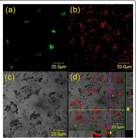 Figure 7 Micrographs of the distributions of Golgi complexes(c)and TiO2 nanoparticles in HeLa cells