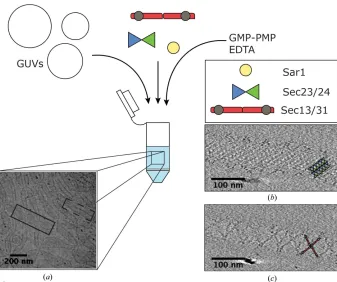 Figure 4 c) Slices through binned 8showing the regular lattice assembly of inner (components to giant unilamellar vesicles results in COPII membrane binding and the generationof a variety of morphologies, including beads-on-a-string (dashed line) and tubul