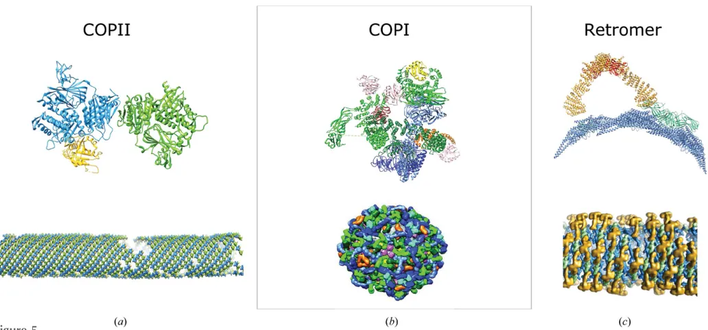 Figure 5Structural insights gained from the study of coat proteins. The top panels represent ﬁtted structural models of asymmetric units