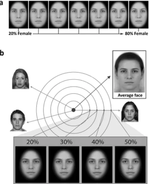 Figure 1. (a) Morphed stimuli used in the morph categorisation task. One male and female model were morphed along a continuum, ranging from 20% (80% male) to 80% female (20% male) in 10% increments