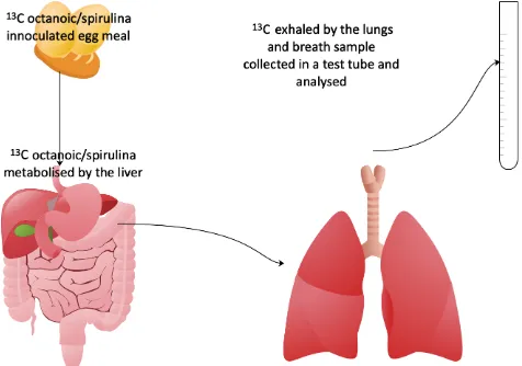 Figure 3.  Schematic representation of the principles underpinning 13C octanoic acid breath testing to derive gastric emptying.