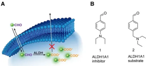 Figure 1. A) Schematic illustrating ALDH-mediated trapping of 18F-labeled al-dehydes by conversion to their corresponding acid